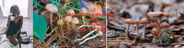 герыч Алексин